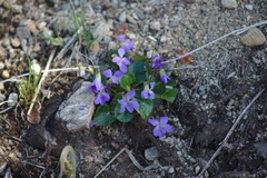 Viola affinis