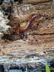 Scolopocryptops spinicaudus