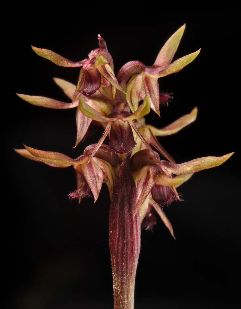 Genoplesium formosum