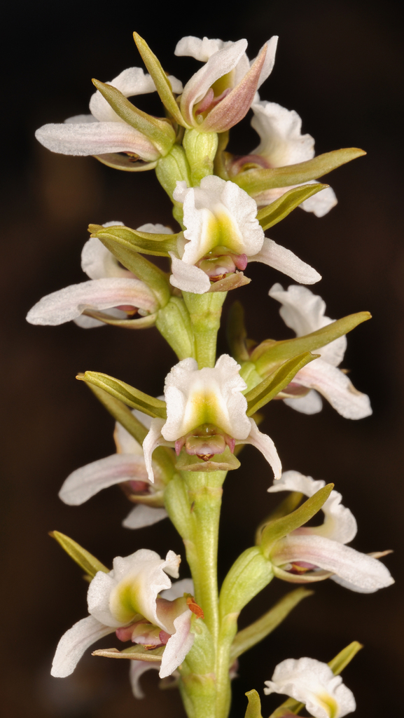Prasophyllum candidum