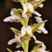 Prasophyllum candidum - Photo (c) izakschoon, algunos derechos reservados (CC BY-NC), subido por izakschoon
