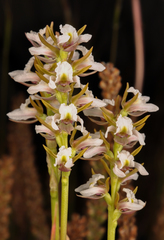 Prasophyllum candidum