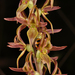 Prasophyllum wilkinsoniorum - Photo (c) izakschoon, algunos derechos reservados (CC BY-NC), subido por izakschoon