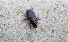 Harpalus latus