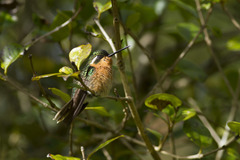 Lampornis castaneoventris