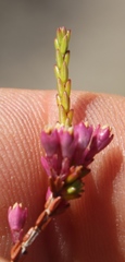 Erica gnaphaloides