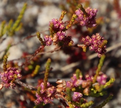 Erica gnaphaloides