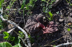 Rheum cordatum