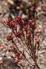 Erica gnaphaloides