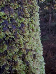 Pseudisothecium cardotii