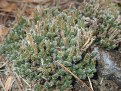 Selaginella acanthonota