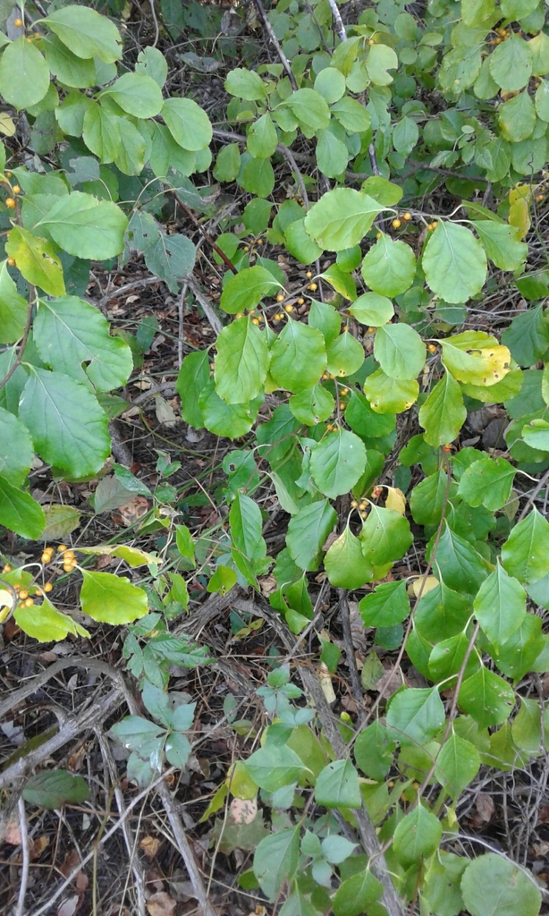 Oriental bittersweet (Invasive Plants of Maryland) · iNaturalist