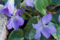 Viola affinis