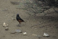 Lamprotornis pulcher