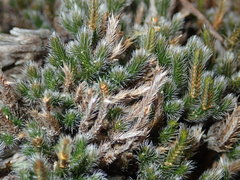 Selaginella acanthonota