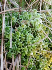 Sphagnum pacificum