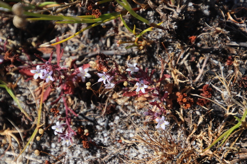 Image of Wimmerella secunda by (c) Tony Rebelo, some rights reserved (CC BY-SA)