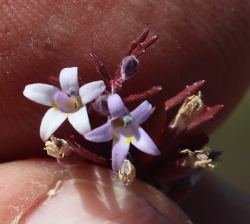 Image of Wimmerella secunda by (c) Tony Rebelo, some rights reserved (CC BY-SA)
