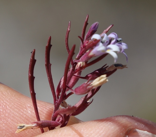 Image of Wimmerella secunda by (c) Tony Rebelo, some rights reserved (CC BY-SA)