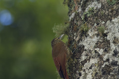 Lepidocolaptes affinis