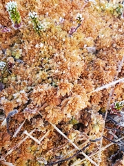 Sphagnum austinii