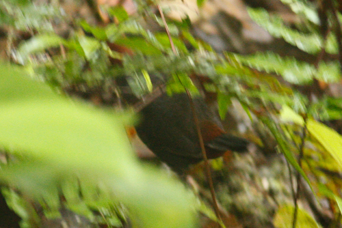 Formicarius rufipectus