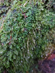 Tetraphis geniculata