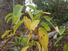 Lindera melissifolia
