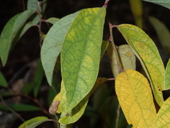 Lindera melissifolia