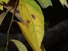 Lindera melissifolia