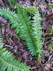 Polystichum setigerum