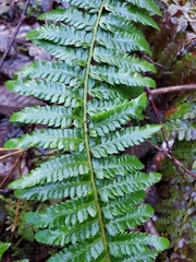 Polystichum setigerum