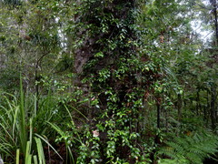 Metrosideros albiflora