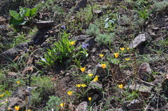 Tulipa ferganica