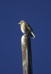 Turdus simensis