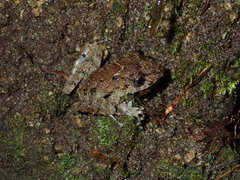 Pristimantis crenunguis