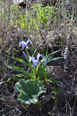 Iris graeberiana