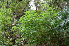 Urtica morifolia