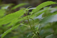 Urtica morifolia