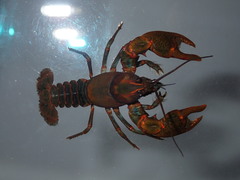 Cambarus manningi