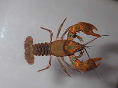 Cambarus manningi