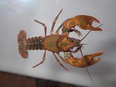 Cambarus manningi
