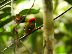 Machaeropterus striolatus