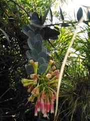 Macleania