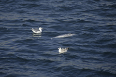Larus armenicus