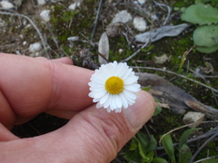 Bellis annua image