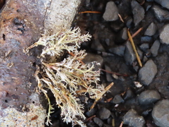 Sphaerophorus venerabilis