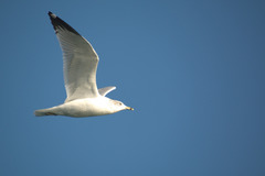 Larus delawarensis