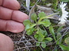 Bellis annua image