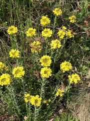 Alyssoides utriculata